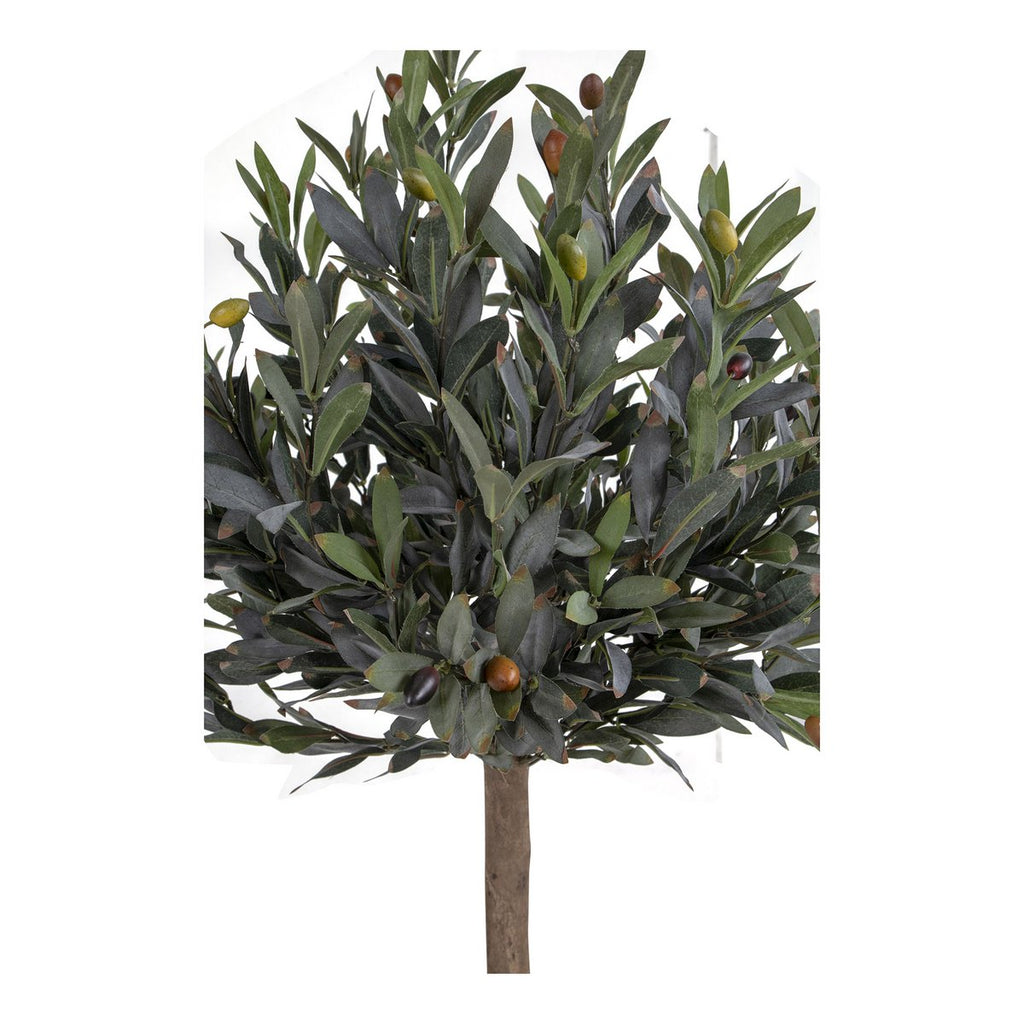 Olive Tree 43x47x120cm
